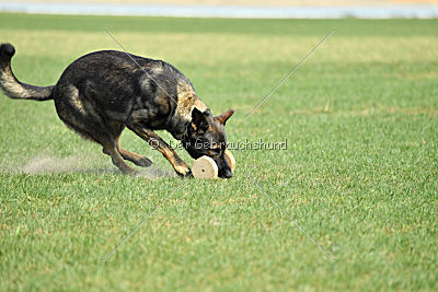 Crack vom Langen Elend