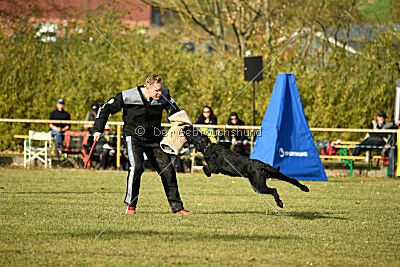 Crash la casa DeCillia