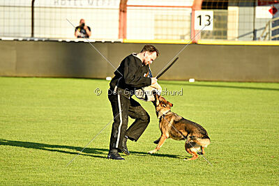 Crazy Canis Invictus