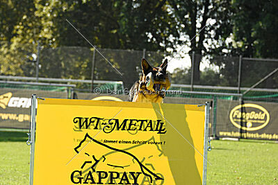 Crazy Canis Invictus