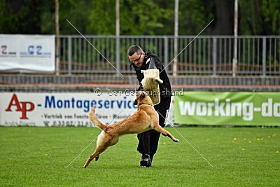 Crazy von den kleinen Halunken