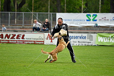 Crazy von den kleinen Halunken