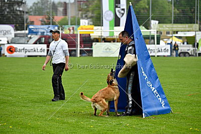 Crazy von den kleinen Halunken