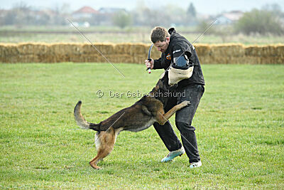 Crocodile iz Gratisano