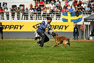 Crocodile z Udoli Jizery