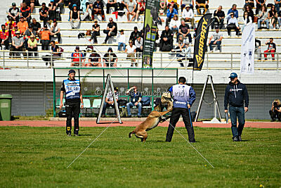 Crocodile z Udoli Jizery