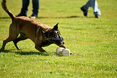 Crocodile z Udoli Jizery