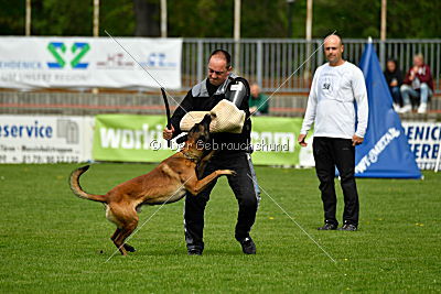 Crocodile z Údolí Jizery