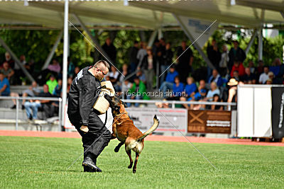 Crocodile z Údolí Jizery