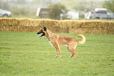 D&C's Captain Fizzgig