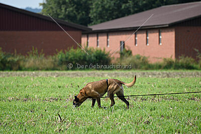 Da Liah Primus Proeliator