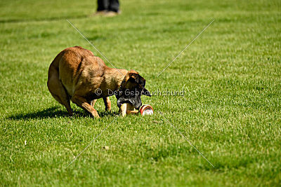 Da Liah Primus Proeliator