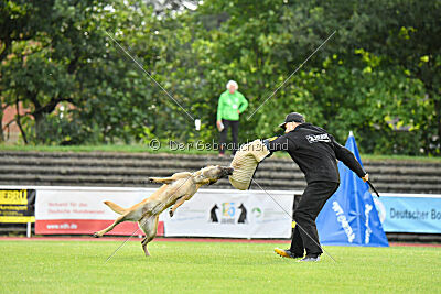 Daika von der schwarzen Mamba