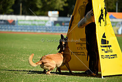 Daika von der schwarzen Mamba