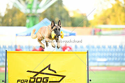 Daika von der schwarzen Mamba