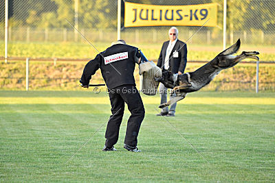 Daimond vom Haus Cokasa