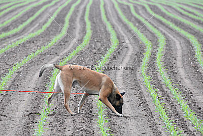Danny von den Mecklenburger Rüpeln
