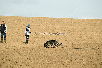 Darka King Adventure