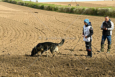 Darka King Adventure