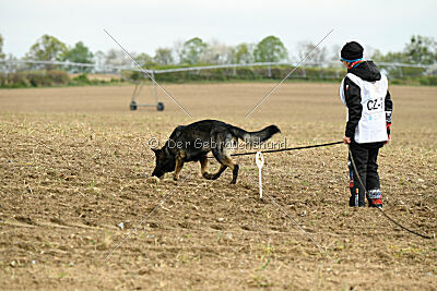 Darka King Adventure