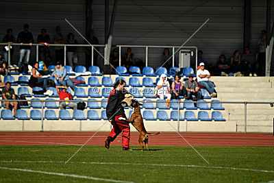 Darragh vom Hirscher-Hof