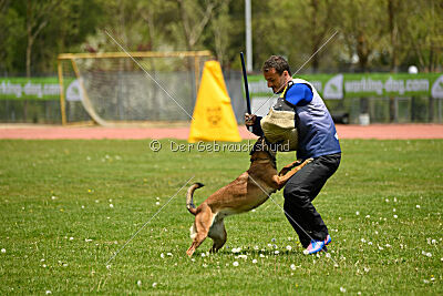Davinia vom Wein Berg Land