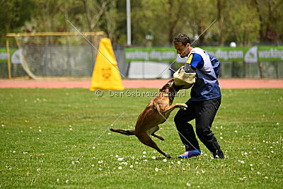 Davinia vom Wein Berg Land