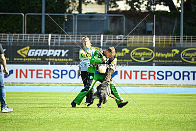 Denaika vom Drachenwolf