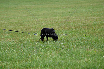 Desert vom Illergries