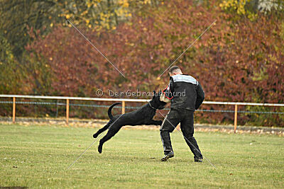 Dexx-Daemon vom Hatzbachtal