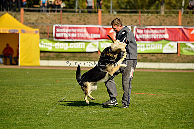 Diego von der Burg Gemen