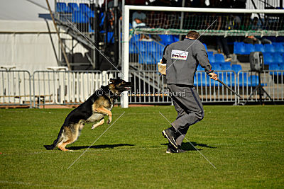 Diego von der Burg Gemen