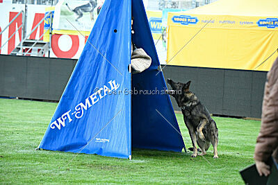 Diktator Nirreterrit