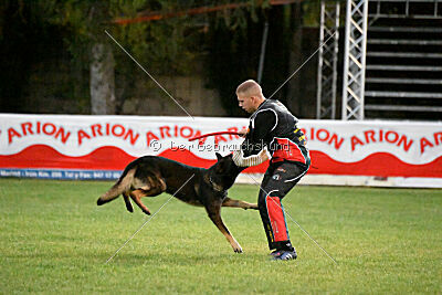 Dingo