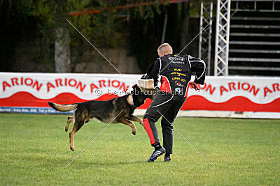 Dingo