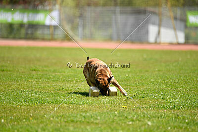 Dixi z Údolí Jizery