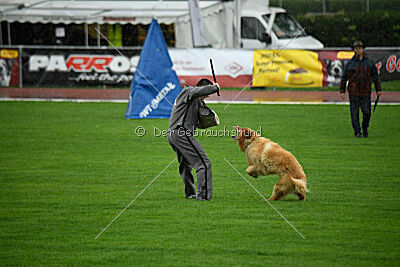 Djambo Grofje Celjski