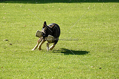 Django vom Ottilienstein