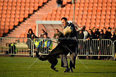 Djuke von den Wölfen