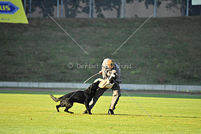 Djuke von den Wölfen