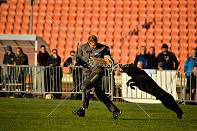 Djuke von den Wölfen