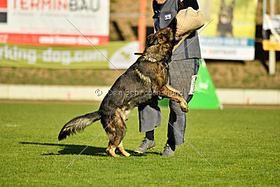 Dobby vom treuen Kamerad