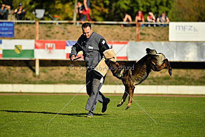 Dobby vom treuen Kamerad