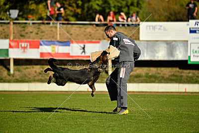 Dobby vom treuen Kamerad