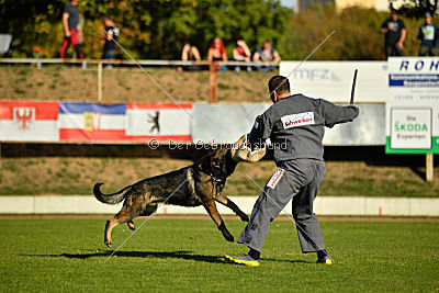 Dobby vom treuen Kamerad