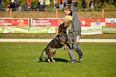 Dobby vom treuen Kamerad