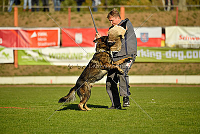 Dobby vom treuen Kamerad
