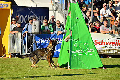Dobby vom treuen Kamerad