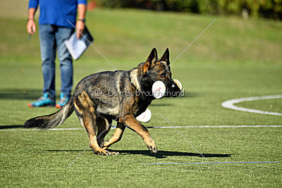 Dobby vom treuen Kamerad