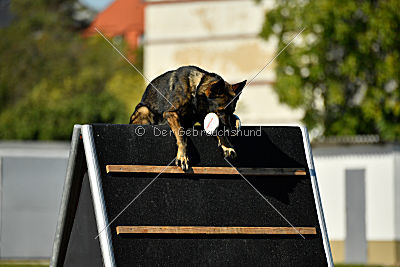 Dobby vom treuen Kamerad
